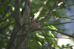 Cardinalis cardinalis