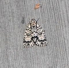 Acronicta fragilis