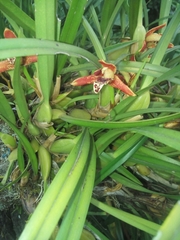 Maxillaria tenuifolia