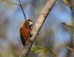 Picumnus cinnamomeus