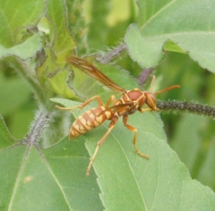Polistes apachus texanus