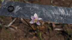 Eriastrum sapphirinum sapphirinum