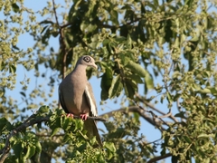 Patagioenas corensis