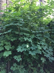 Acer platanoides