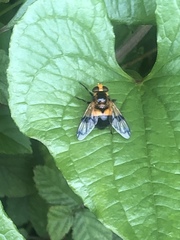 Volucella inflata