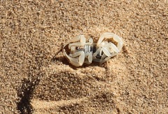Paruroctonus xanthus