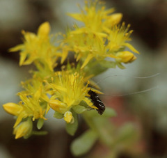 Adela trigrapha