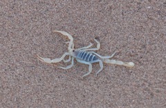 Paruroctonus xanthus
