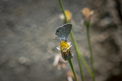 Hemiargus