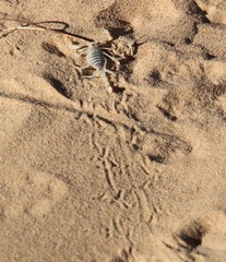 Paruroctonus xanthus