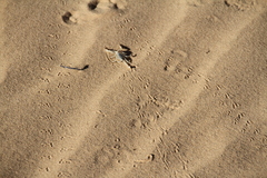 Paruroctonus xanthus