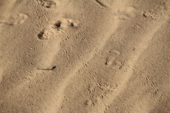 Paruroctonus xanthus