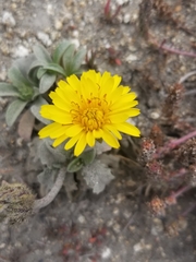 Agoseris apargioides
