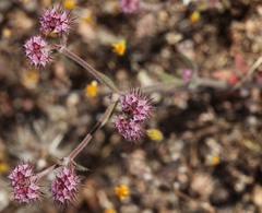 Chorizanthe douglasii
