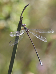 Chlorolestes conspicuus