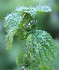 Hesperocnide tenella