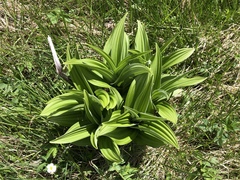 Veratrum album