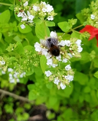 Bombus hypnorum