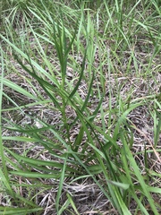 Eurybia hemispherica