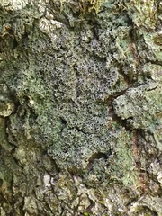 Rinodina ascociscana