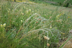 Stipa tirsa