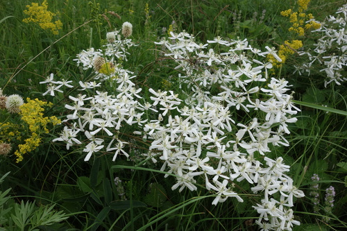 Clematis lathyrifolia, photograph 2