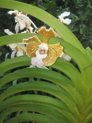 Vanda