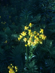 Packera schweinitziana