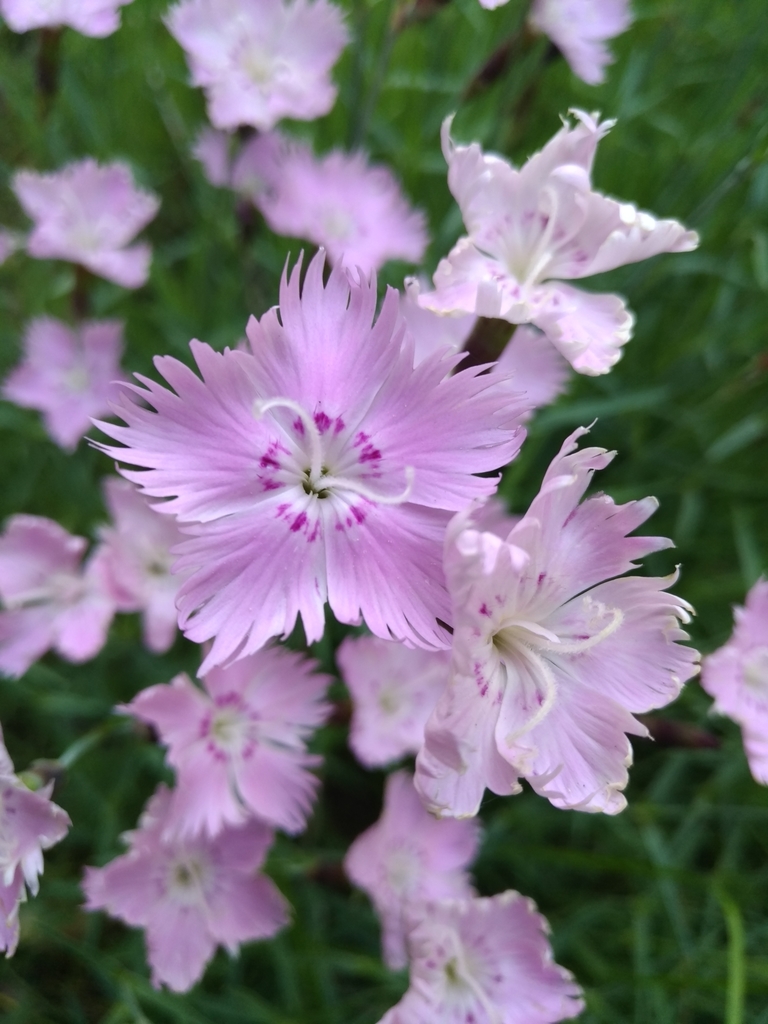Garden pink