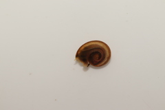 Hippeutis complanatus