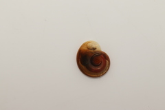 Hippeutis complanatus