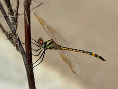 Hemicordulia intermedia