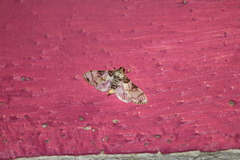Azochis rufidiscalis