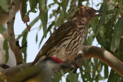 Green Figbird photo 4