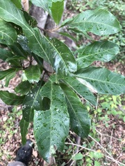 Planchonella pohlmaniana