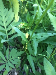 Packera schweinitziana