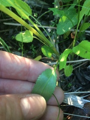 Packera schweinitziana