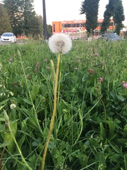 Taraxacum officinale