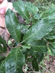 Planchonella pohlmaniana