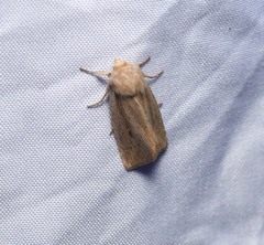 Leucania phragmitidicola