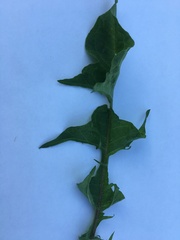 Taraxacum officinale