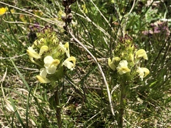 Pedicularis tuberosa
