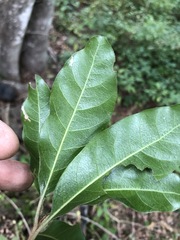Planchonella pohlmaniana