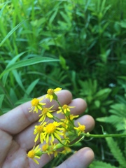 Packera schweinitziana