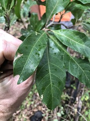 Planchonella pohlmaniana