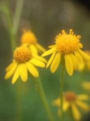 Packera schweinitziana