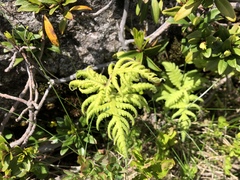 Phegopteris connectilis
