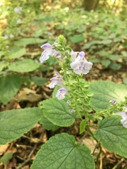 Scutellaria ovata