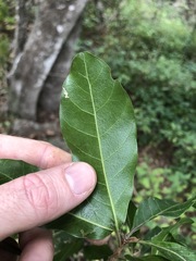 Planchonella pohlmaniana