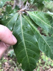 Planchonella pohlmaniana